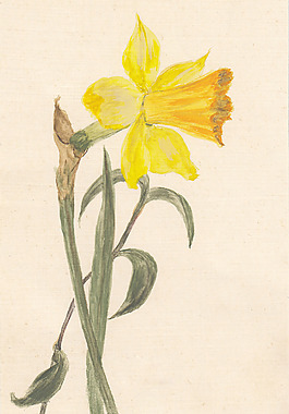 位图 植物 写意花卉 花朵 水仙 免费素材