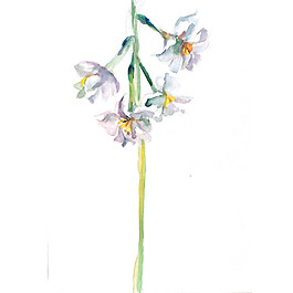 位图 植物 写意花卉 花朵 水仙 免费素材