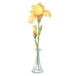 位图 植物 写意花卉 花朵 鸢尾 免费素材