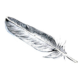 位图 插画 时尚插画 生活元素 羽毛 免费素材