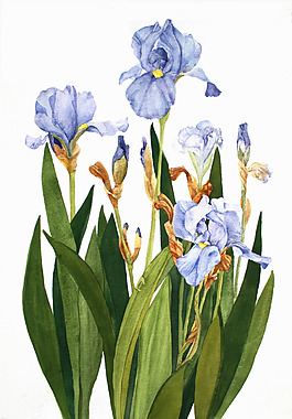 位图 植物 写意花卉 花朵 鸢尾 免费素材