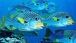 海洋鱼类图片