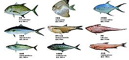 海洋鱼类图片