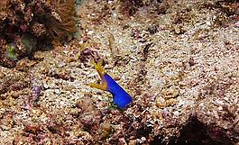 海洋鱼类 海图片