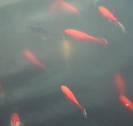游鱼图片
