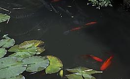 荷塘观鱼图片
