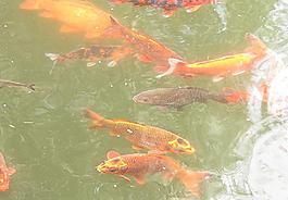 鲤鱼图片