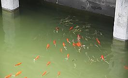 游鱼图片