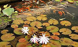 莲花游鱼图片
