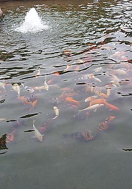 水池里的鱼群图片