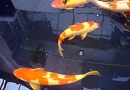 景观鱼图片