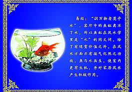 鱼缸 鱼图片