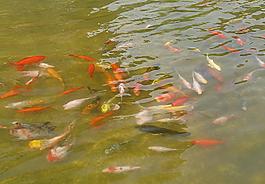 金鱼图片