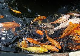 锦鲤戏水图片