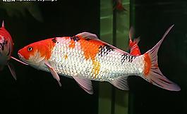 靓鱼图片