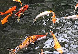 鲤鱼戏水图片