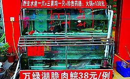 商务酒店 海鲜鱼缸图片