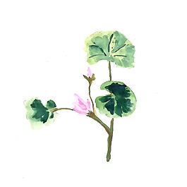 位图 植物 写意花卉 花朵 荷花 免费素材