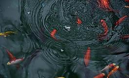 水中游鱼图片