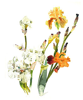 位图 植物 写意花卉 花朵 水仙 免费素材