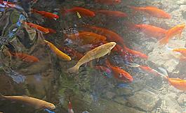 池塘里的金鱼图片