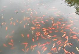 花港观鱼图片