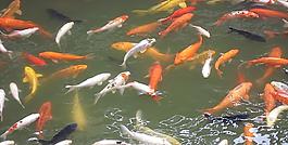 景观鱼图片