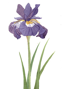 位图 植物 写意花卉 花朵 鸢尾 免费素材