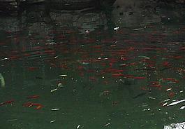 济南五龙潭游鱼一图片