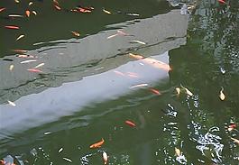 鲤鱼戏水图片