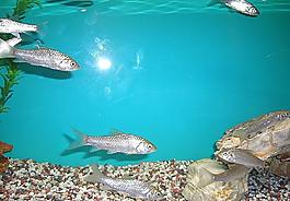 海底世界小鱼图片