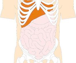 人体内脏图