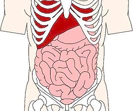 人体内脏图