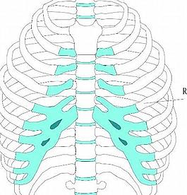 肋骨免抠png透明素材人体人体骨骼器官图片人体骨骼图片精细人体骨骼