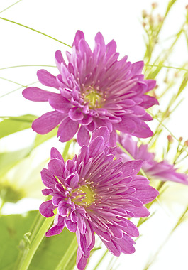 对花