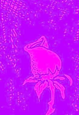 卡通矢量鲜花花朵