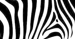 斑马纹背景素材