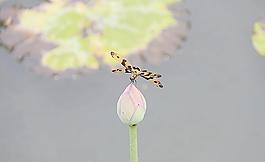 荷上蜻蜓图片