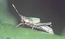 昆虫蝗虫图片