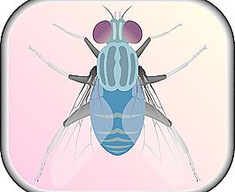 矢量昆虫苍蝇元素图片