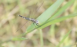 蜻蜓吃虫子图片