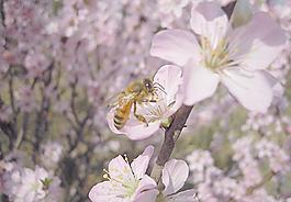 蜜蜂图片