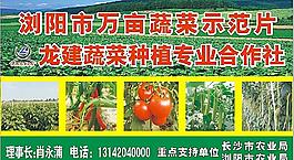 蔬菜种植基地图片