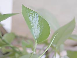 攀枝 办公室花草图片