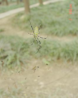 蜘蛛 昆虫图片