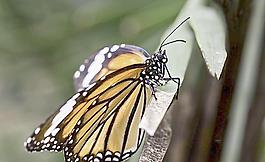 虎斑蝶图片