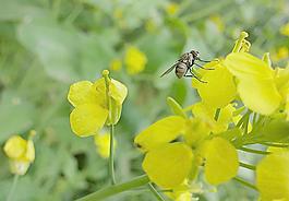 油菜花图片