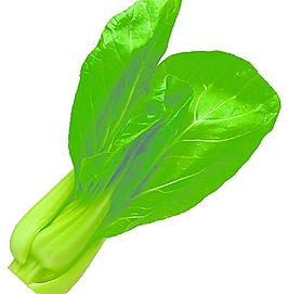 油菜图片