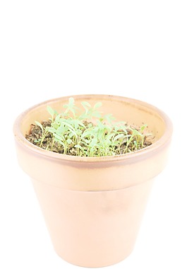 年轻的香菜植物在一个陶壶（白色背景）