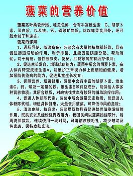 菠菜的营养价值图片